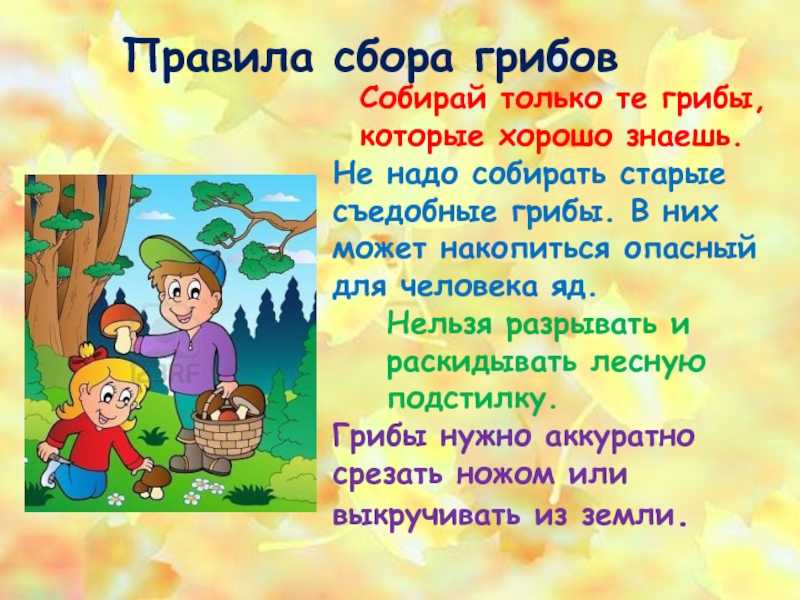 Грибы в подмосковье 2024: новый закон