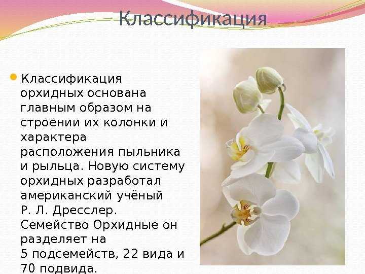 Орхидея: как вырастить роскошный цветок из тропиков своими руками