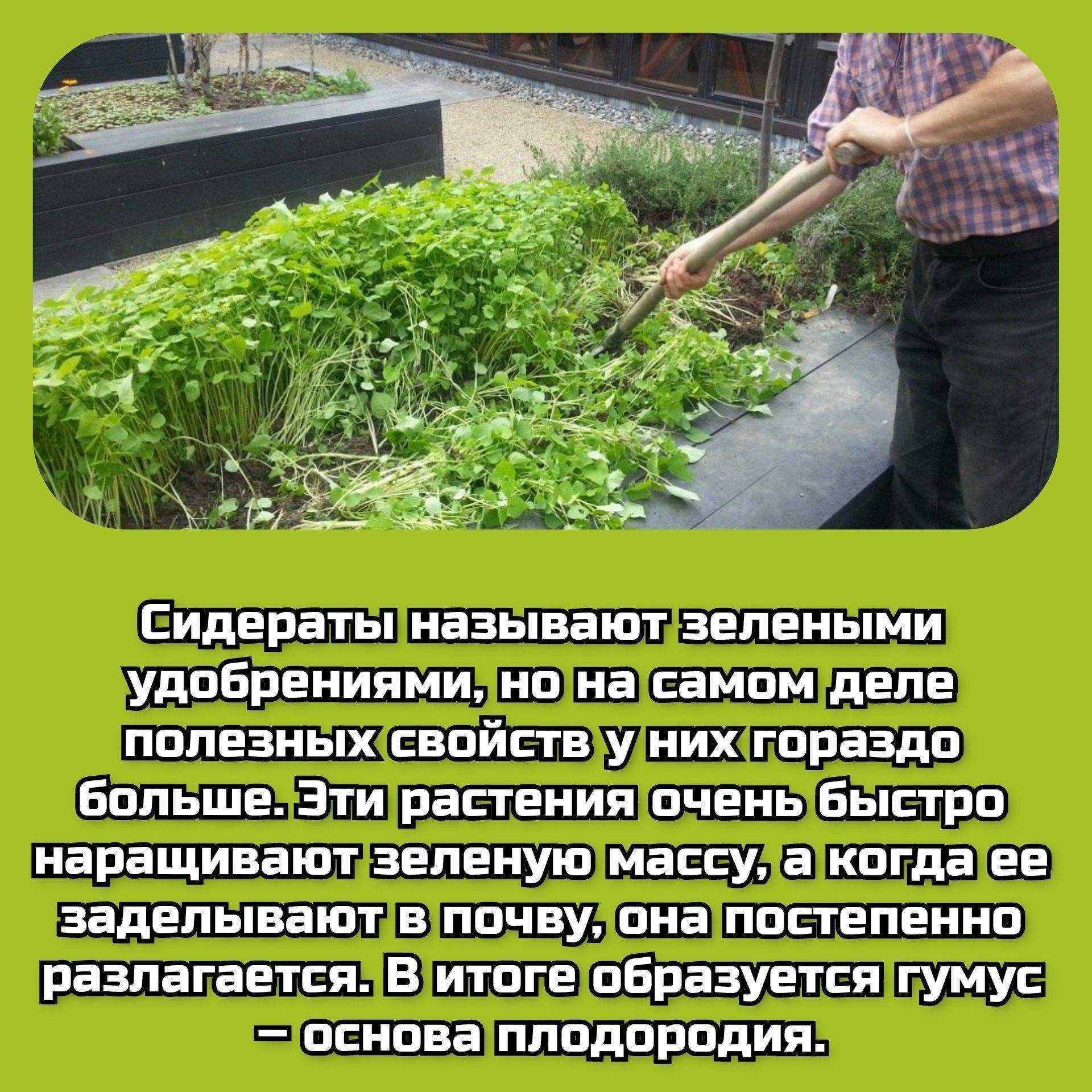 Оздоровление почвы сидератами