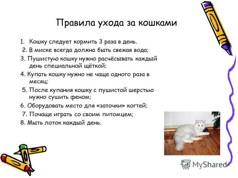 Как правильно расчесывать кошку или собаку? какие существуют правила и приспособления?