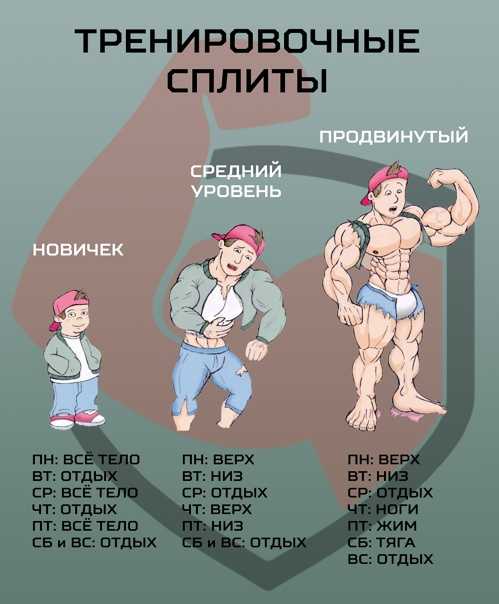 Фулбоди или сплит? описание систем, особенности тренировки, примеры программ
