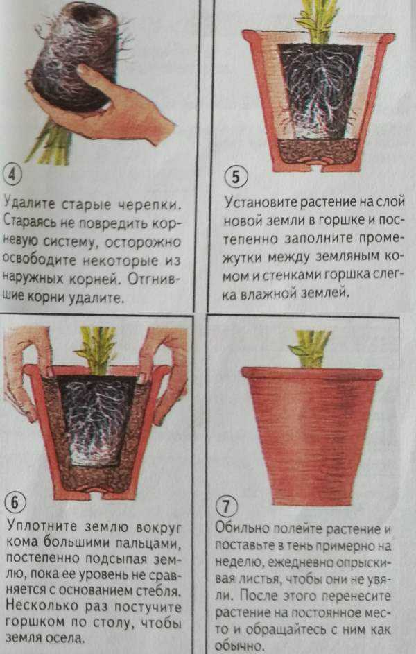 10 причин поселить у себя хлорофитум