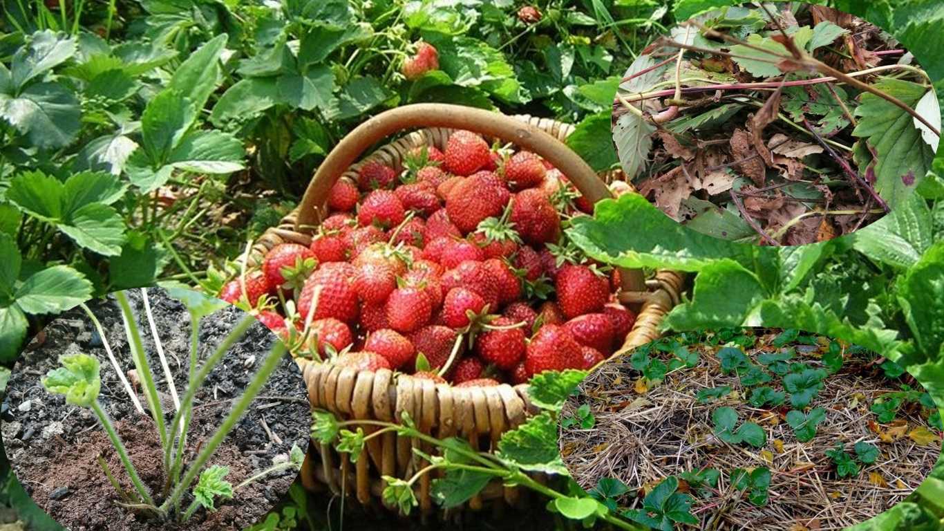 Чем подкормить клубнику весной для хорошего урожая