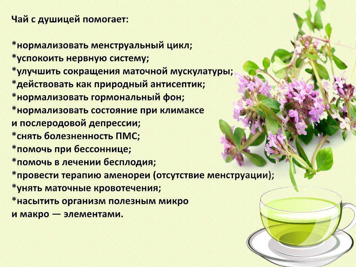 Чабрец, лечебные свойства и противопоказания