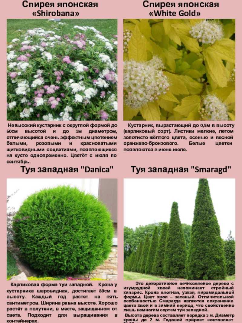 Декоративные вечнозеленые растения и кустарники для сада: фото и названия