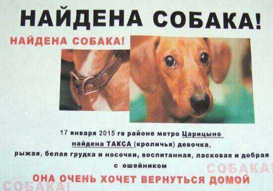 Домашнее животное потерялось – что делать его владельцу | tochka.by