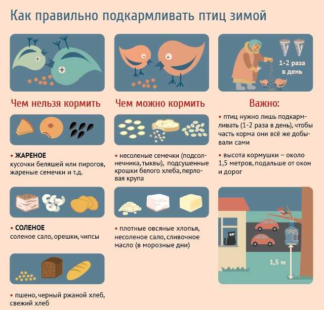 Кормушка для птиц (2 варианта) + видео-рецепт ⋆ готовим вкусно, красиво и по-домашнему!