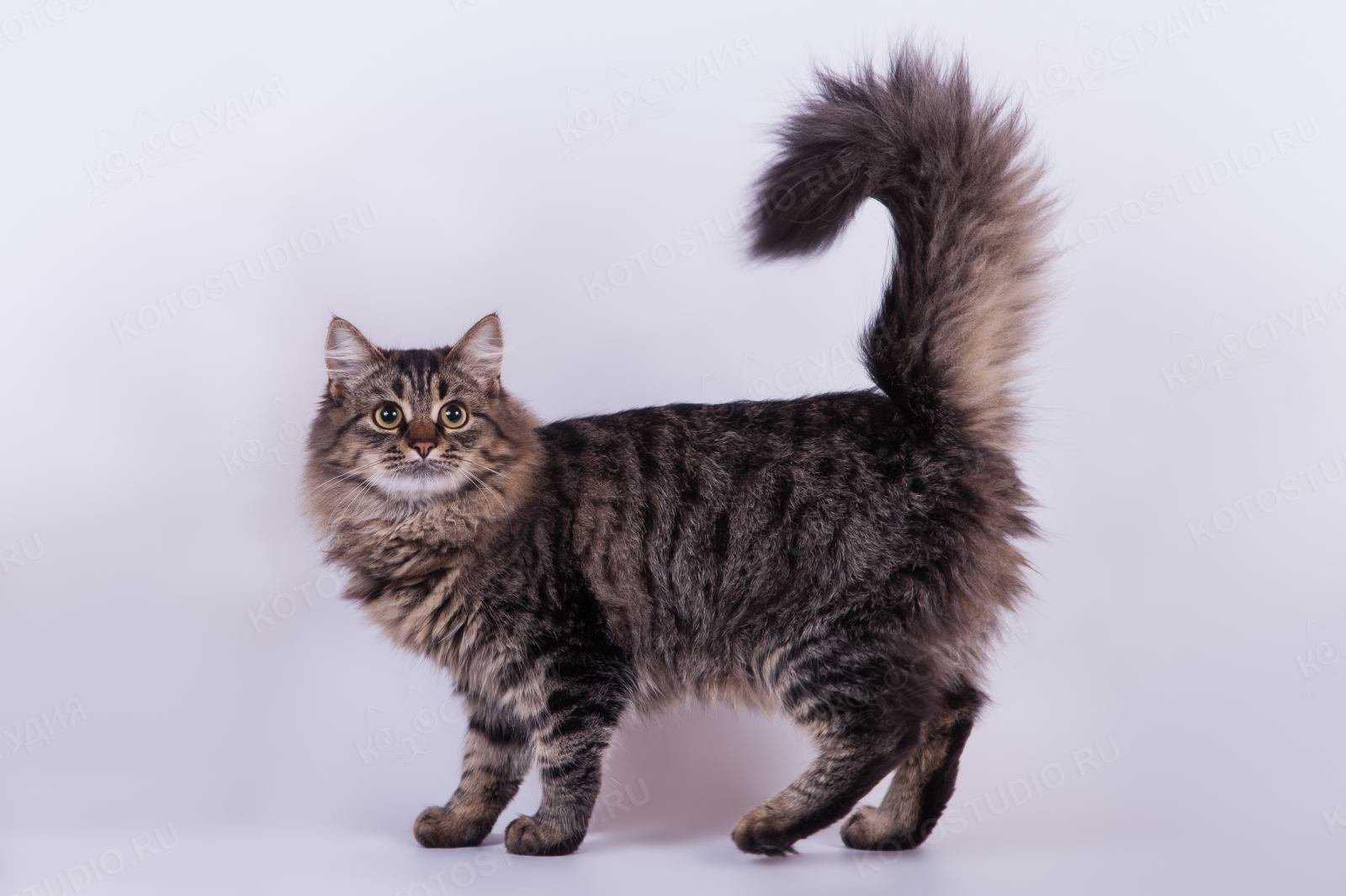 Сибирская кошка фото и описание, сибирский кот крупный питомец из сибири