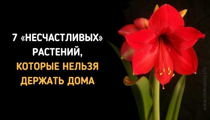 Растения, приносящие удачу и несчастье (57 фото): суеверия и приметы, какие комнатные цветы можно разводить