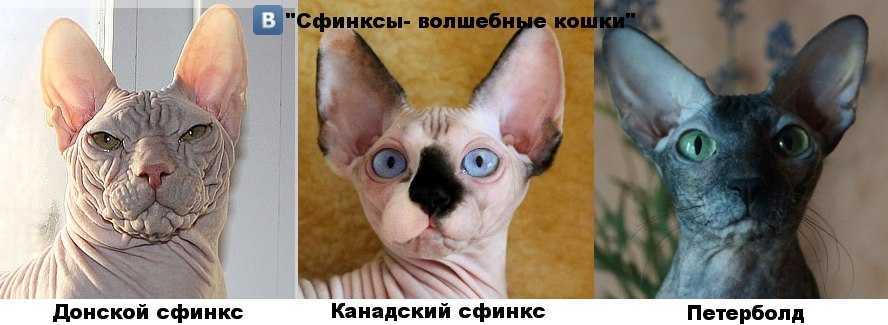 Характер кошек сфинксов: 3 плюса и 3 минуса