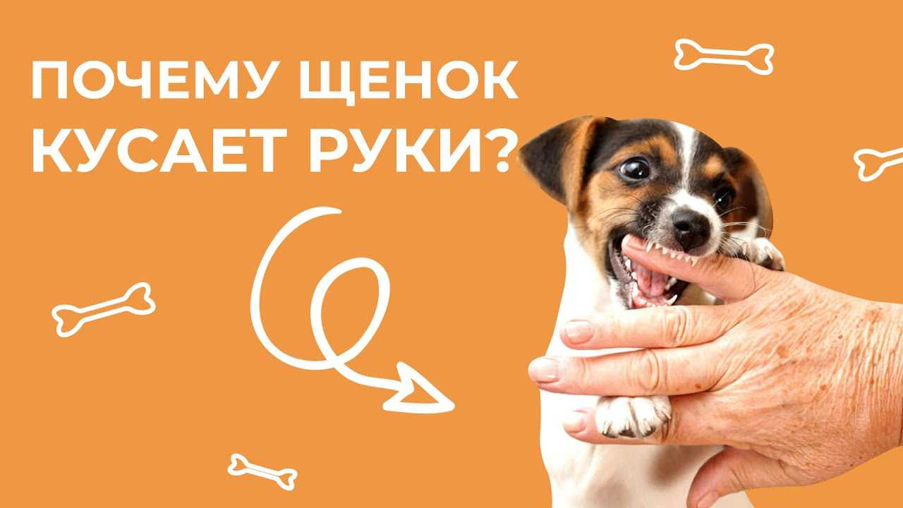 Как отучить щенка кусаться, хватать хозяина, беситься: эффективные способы