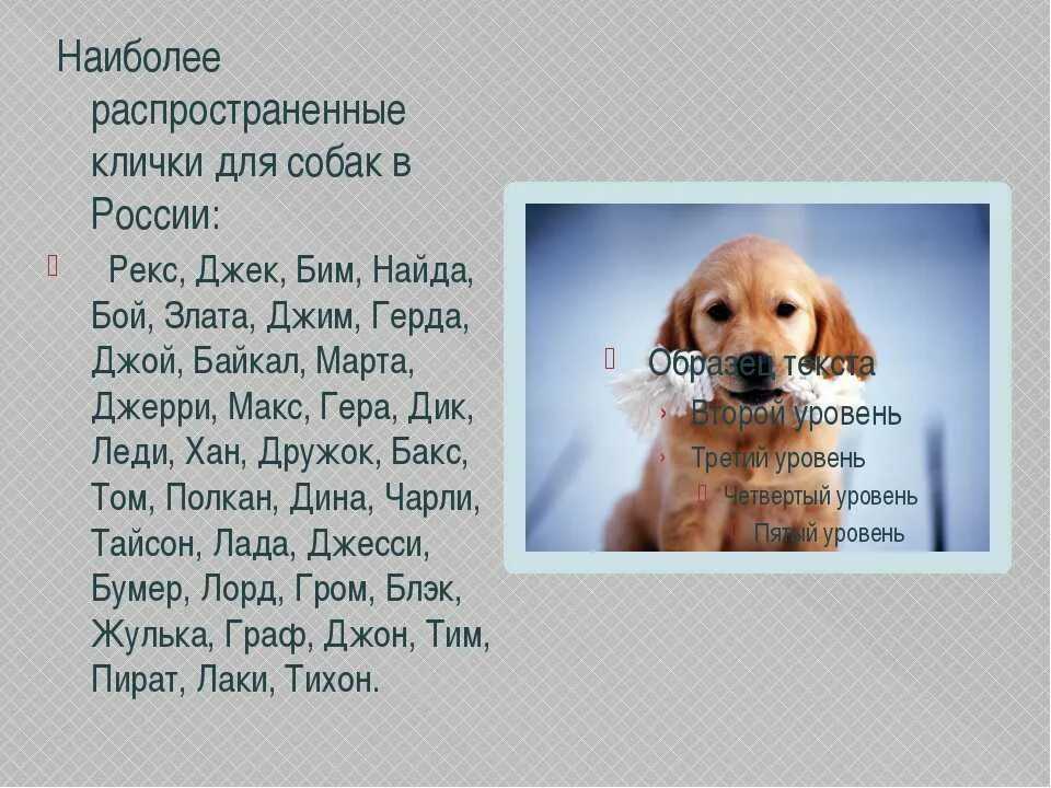 Клички и имена для собак мальчиков: легкие и красивые