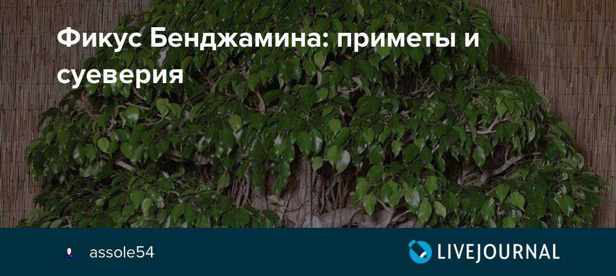 Фикус бенджамина, каучуконосный, мелани и другие разновидности: приметы и суеверия