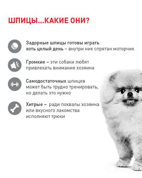 Померанский шпиц