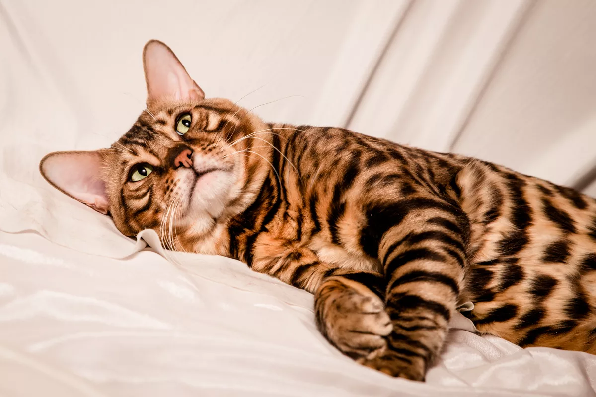 Бенгальская кошка