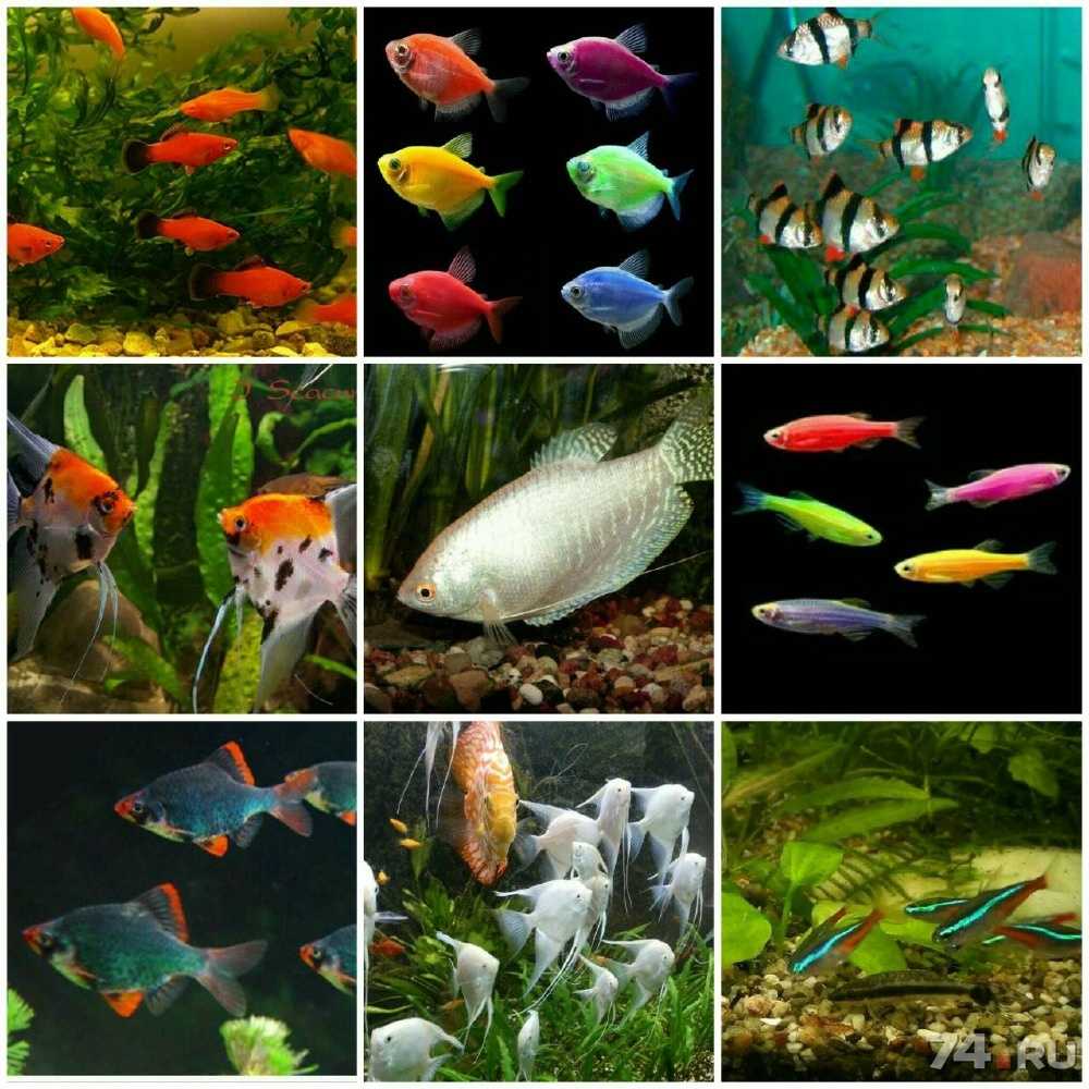 Виды и совместимость аквариумных рыбок. топ-5 популярных рыб для начинающих + 165 фото