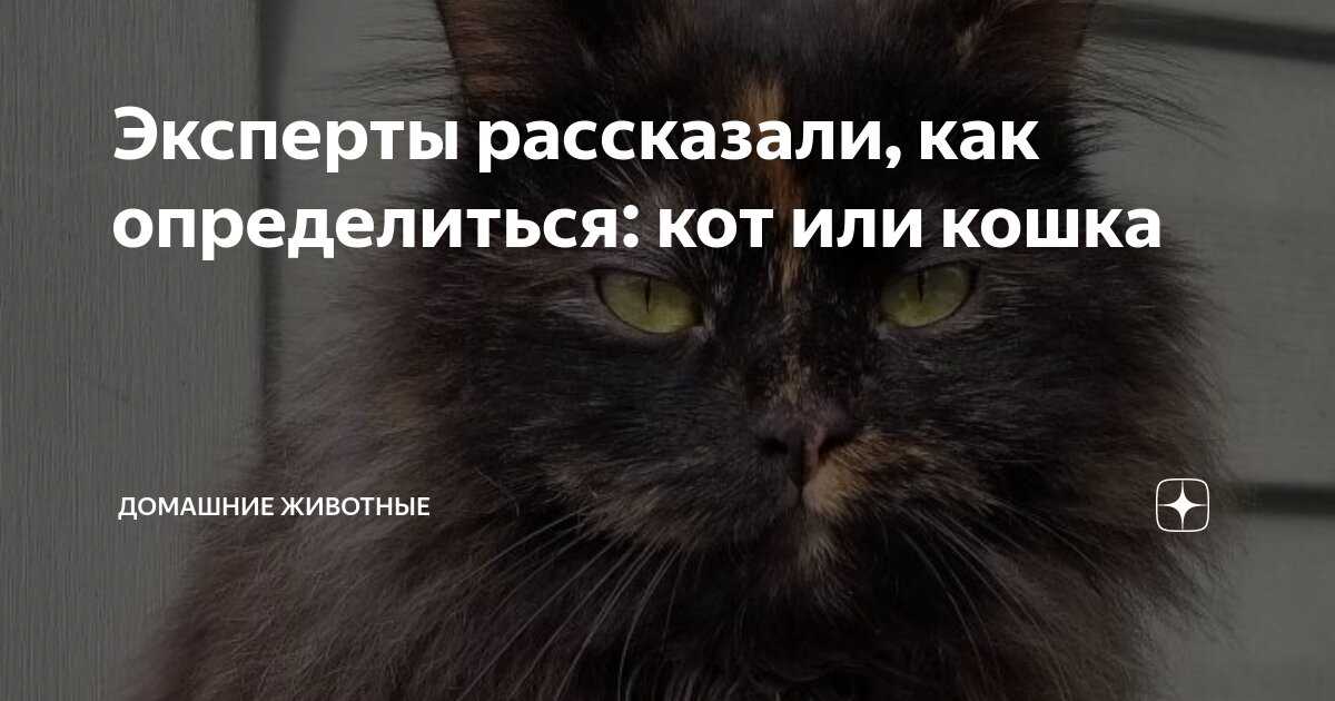 Какой запах отпугивает кошек: ароматы, которые они не любят, борьба с вредными привычками питомца, как отучить животное гадить где попало