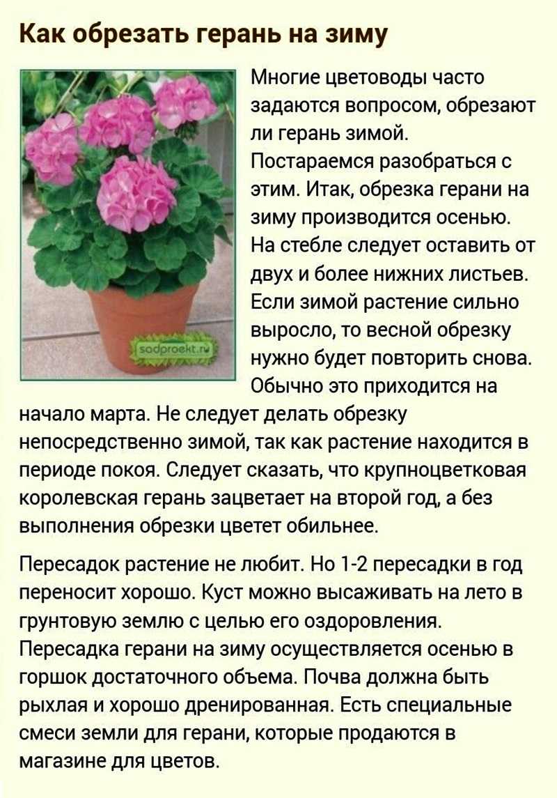 Герань - уход в домашних условиях, размножение и пересадка