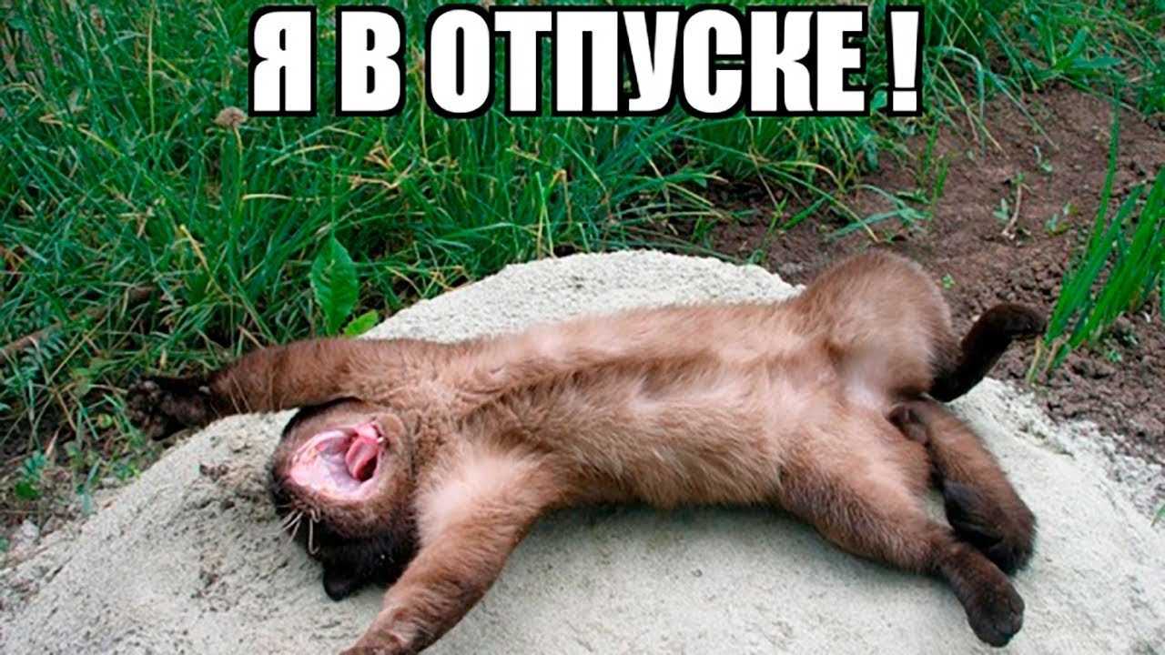 Анекдот скоро в отпуск еще держусь