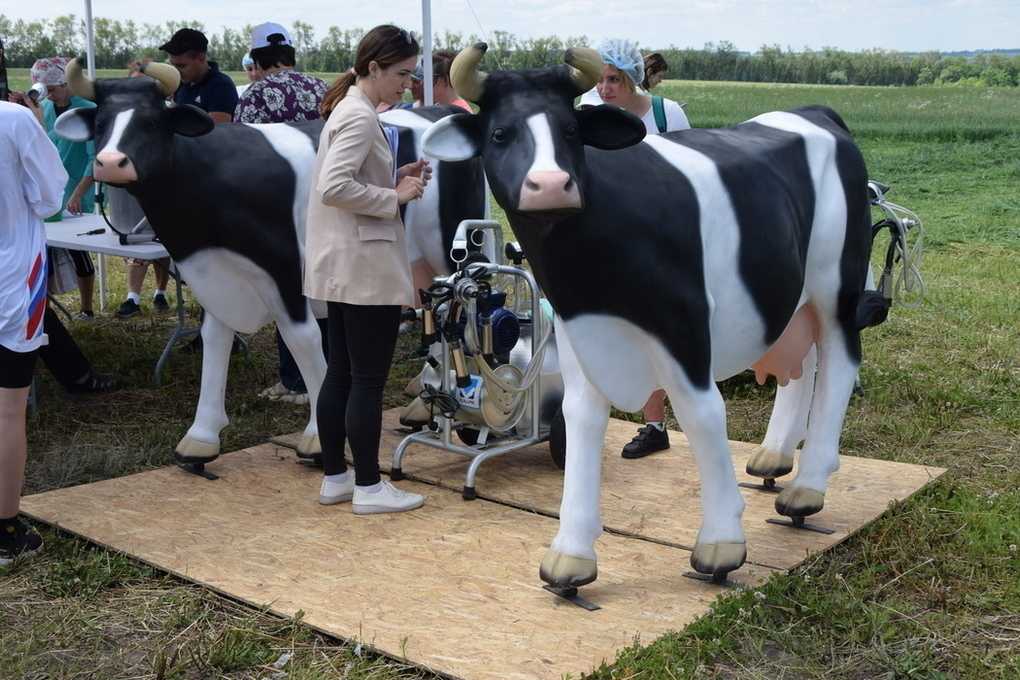 В якутии подведены итоги конкурса красоты среди коров