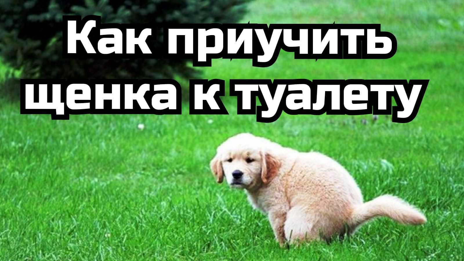Как приучить щенка ходить в туалет в положенном месте: правила и инструменты