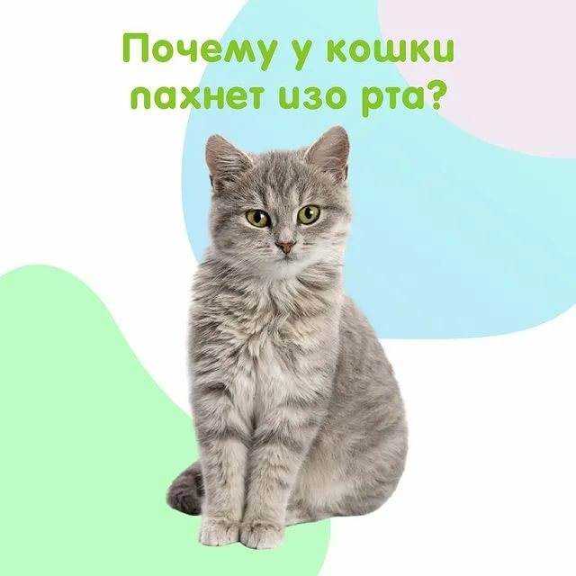 Эксперт назвал 6 запахов, которые ненавидят кошки: новости, животные, кошка, запах, кошки, животное, эксперты, домашние животные