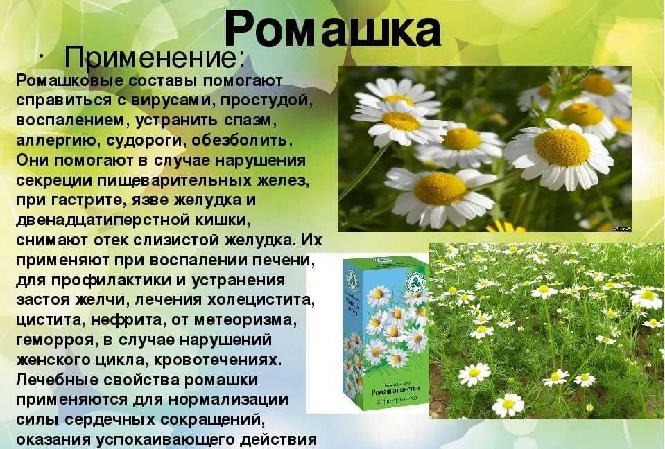 Ромашка для лица: полезные свойства для кожи и применение экстракта в косметике