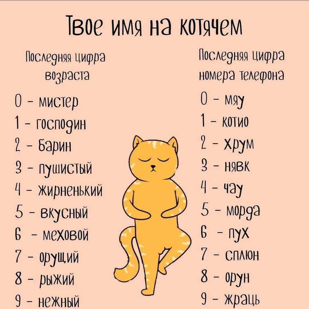 Кошачьи имена для девочек: прикольные и смешные клички