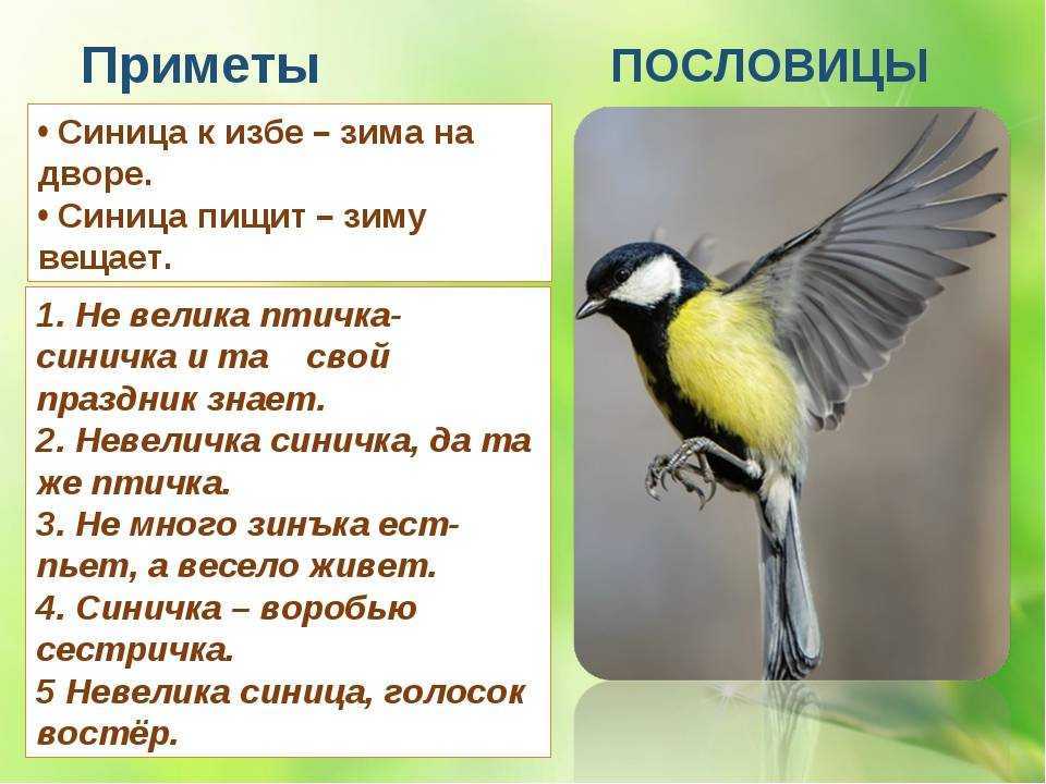 Птица залетела в дом: о чем говорят народные приметы?