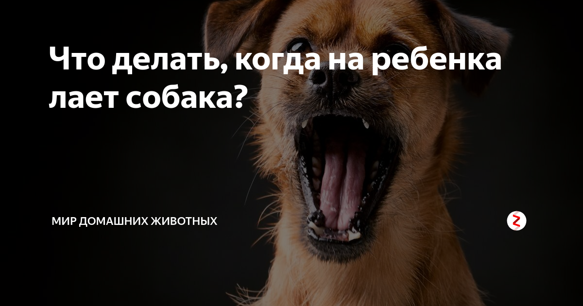Как отучить собаку лаять на всех подряд: советы кинолога