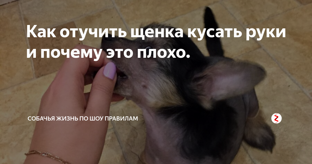 Как отучить щенка кусаться - wikihow