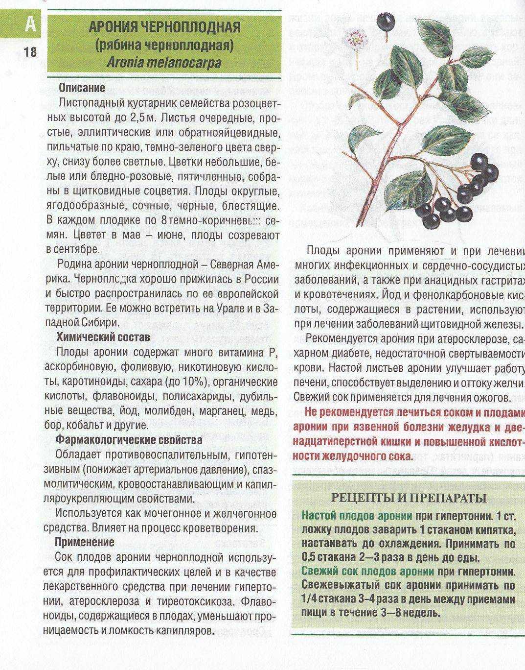 Польза черноплодной рябины и ее применение