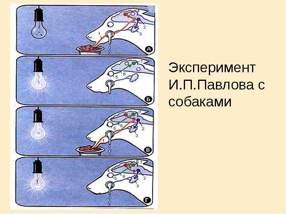 Собака павлова: что это такое, суть экспериментов и опытов, теория обусловливания
