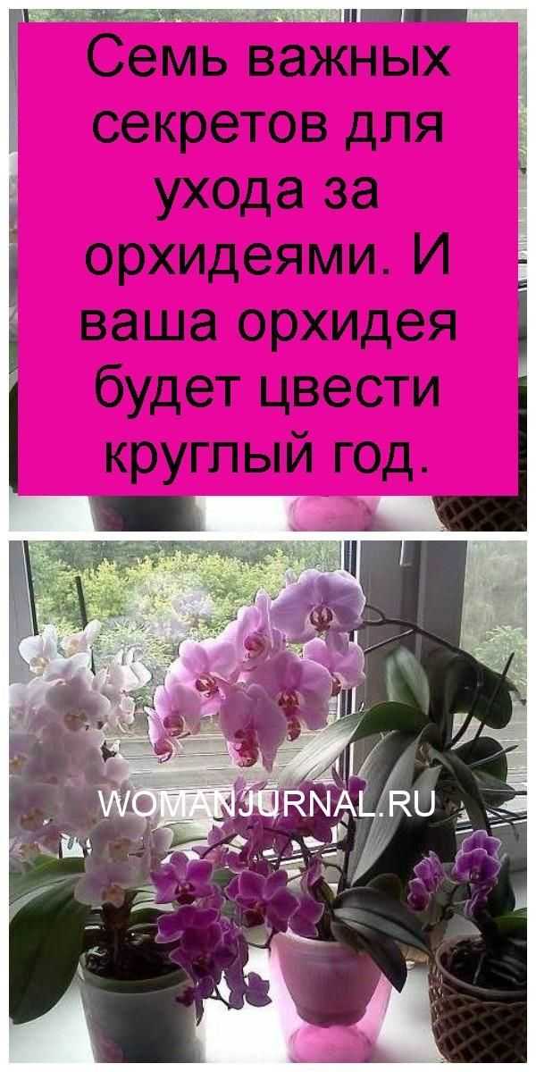 9 основных правил по уходу за орхидеями в домашних условиях