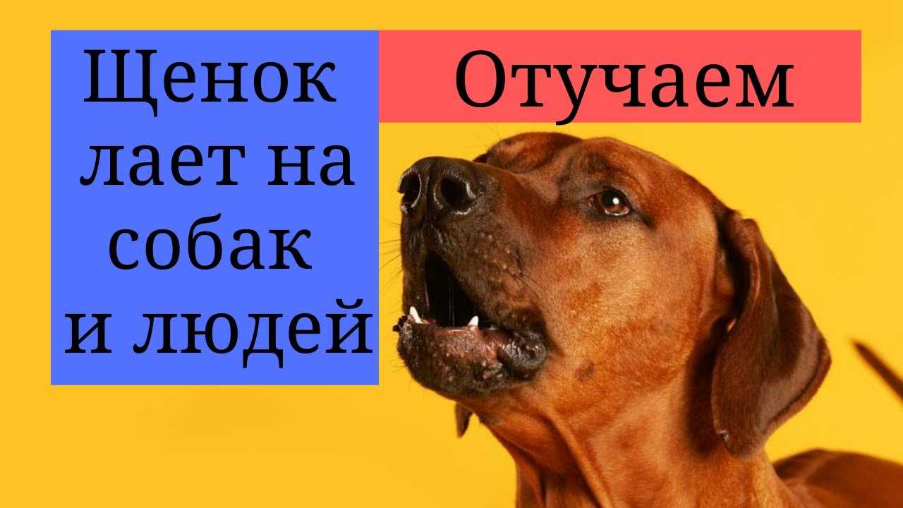 Как отучить щенка лаять в квартире без причины: 5 лайфхаков