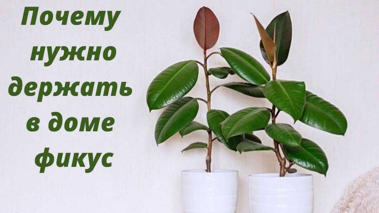 Фикус бенджамина: приметы и суеверия, можно ли держать дома или дарить