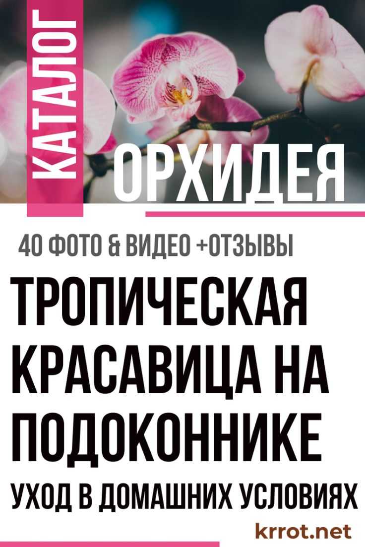 Пересадка орхидеи в домашних условиях: пошаговое описание с фото - sadovnikam.ru