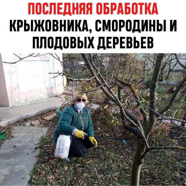 Медный купорос в садоводстве: инструкция по применению