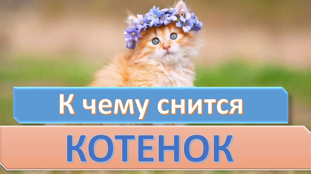 К чему снятся маленькие котята женщине -  сонник
