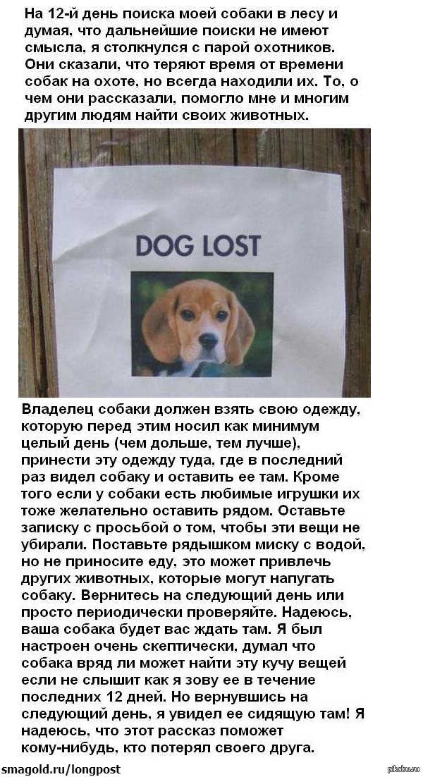Потеря любимца  один из кошмаров владельцев животных Рассказали как действовать по горячим следам