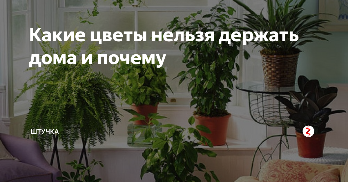 Какие цветы нельзя держать дома: фото и приметы