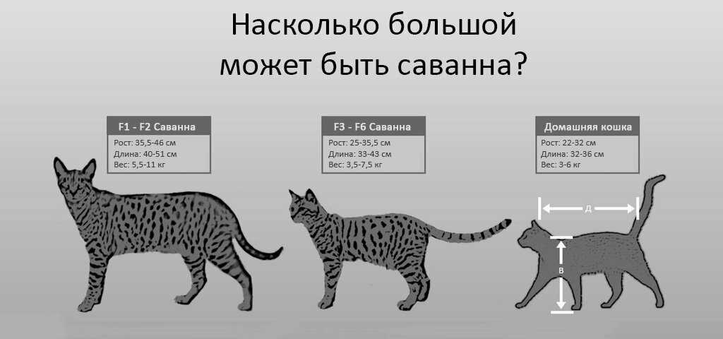 Топ-10 самых чистоплотных животных в мире