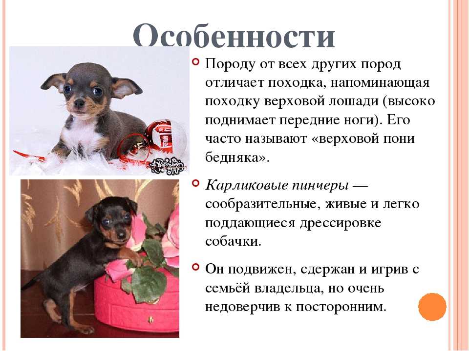 Двадцать очаровательных гипоаллергенных собак, которые не линяют – translator, животные — иностранные блоги