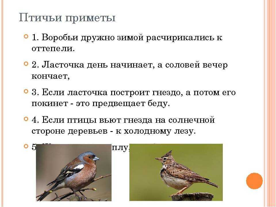 Птица залетела в дом  —  народные приметы