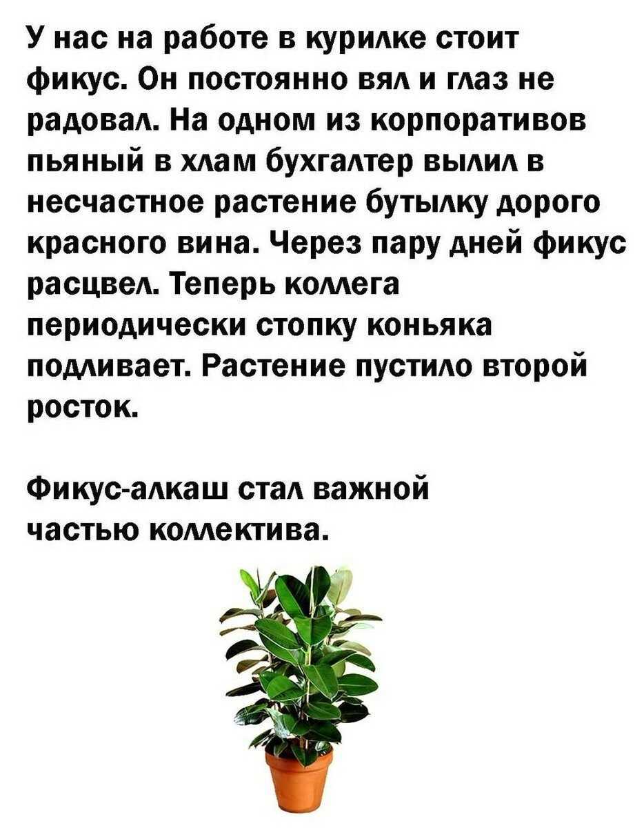 Можно ли держать дома фикус? приметы и суеверия, связанные с цветком