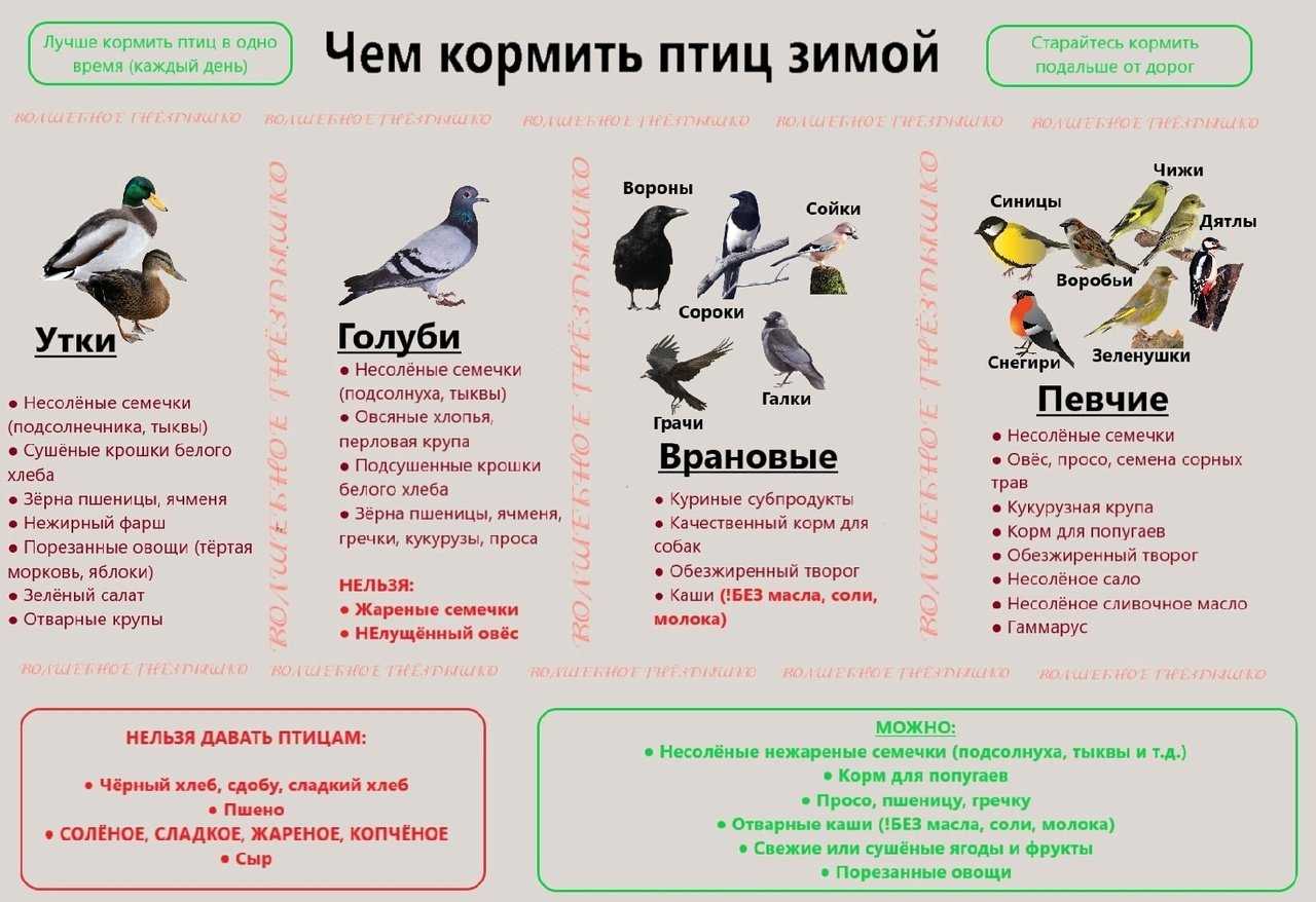 Магия биологии: как сделать козинаки для птиц