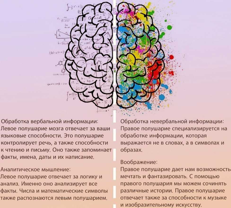 Test-time! узнайте какое полушарие мозга доминирует у вас