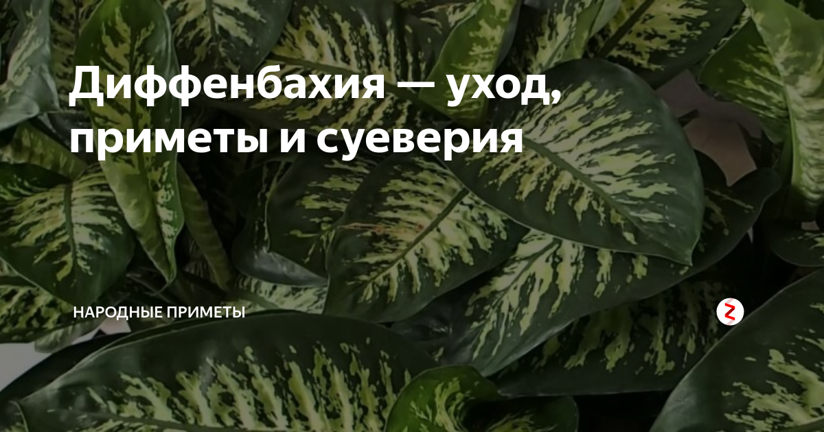 Приметы о диффенбахии: можно ли держать дома