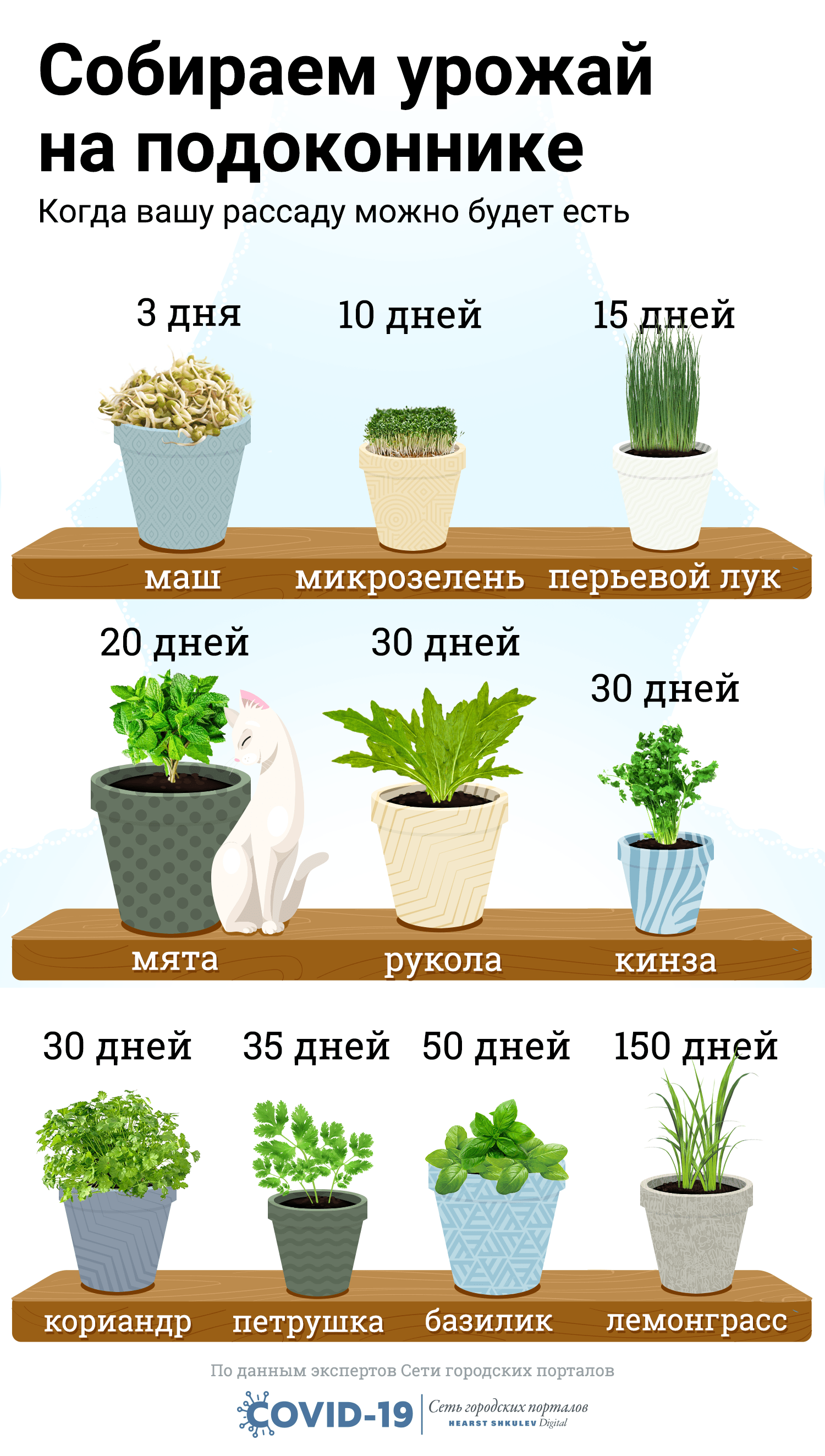 Комнатные цветы, которые должны быть в каждом доме - фото и названия (каталог)
