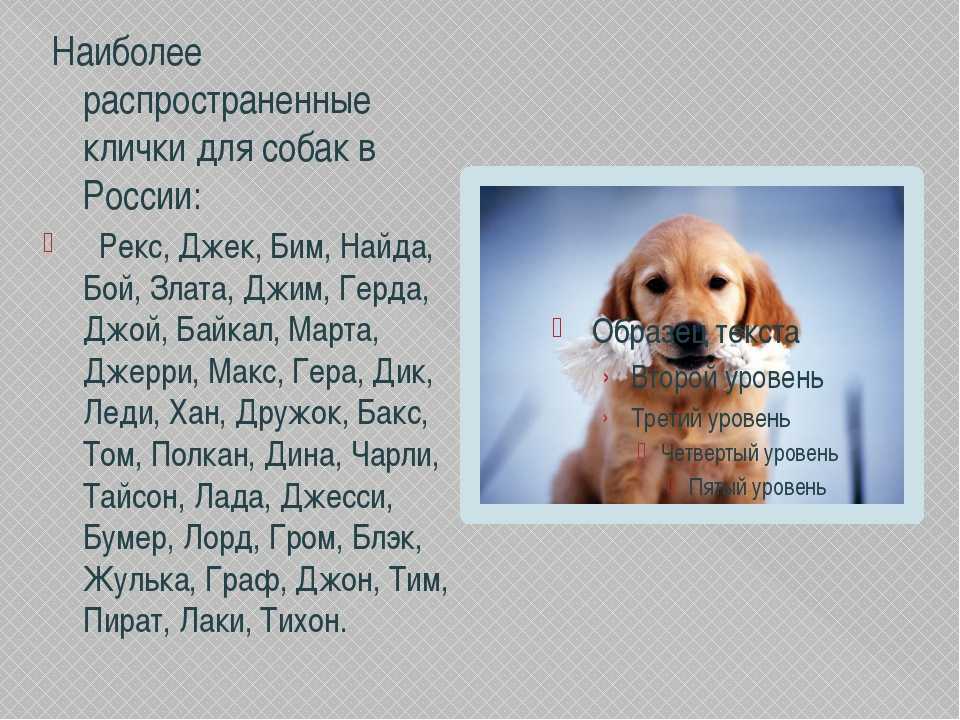 Самые популярные клички собак мальчиков